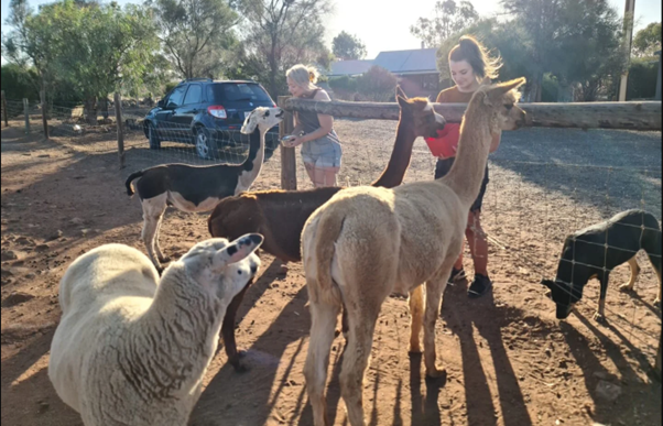 Harcourts Adelaide Hills Team Laces Up to Support Furever Farm at the 2026 Brooks Adelaide Marathon